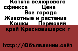 Котята велюрового сфинкса. .. › Цена ­ 15 000 - Все города Животные и растения » Кошки   . Пермский край,Красновишерск г.